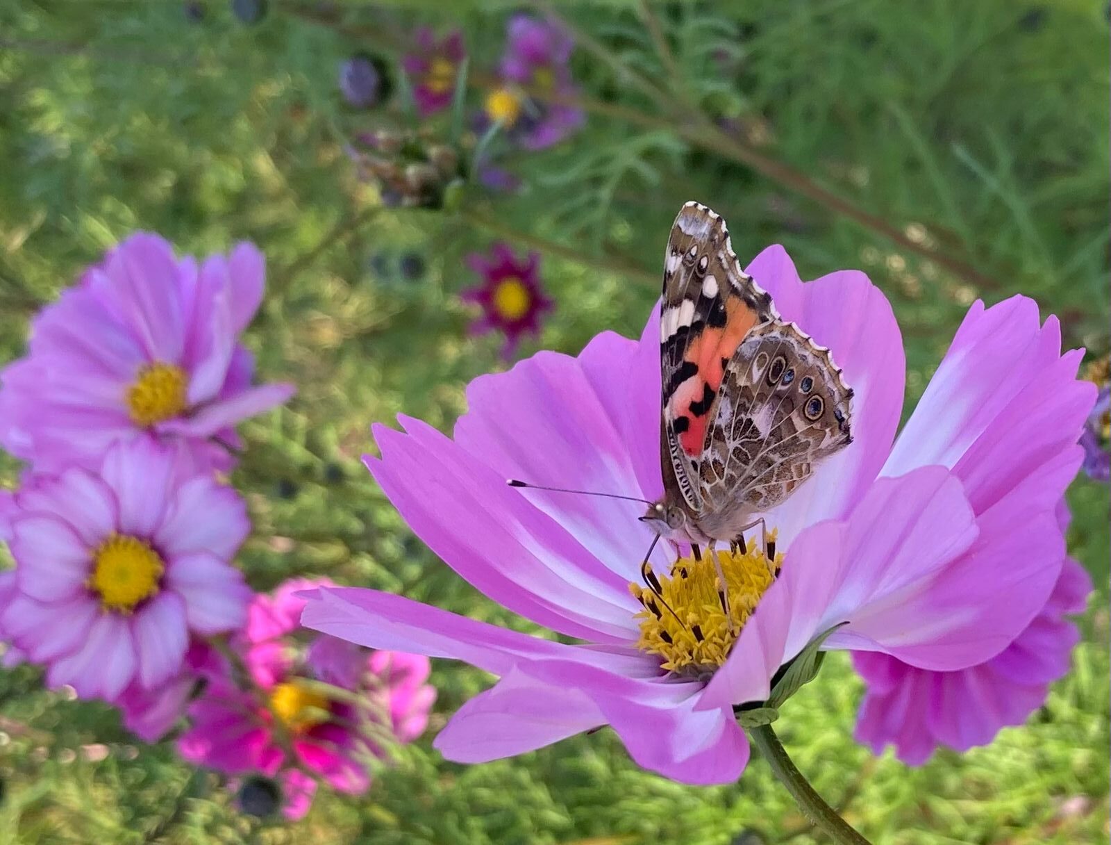 Paisajismo Consciente