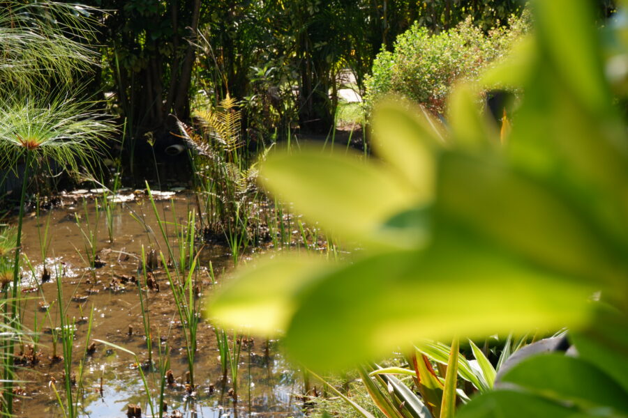 Amomoxtli – Consorcios microbiológicos