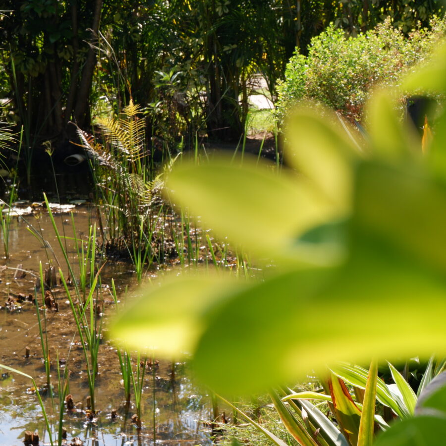 Amomoxtli – Consorcios microbiológicos