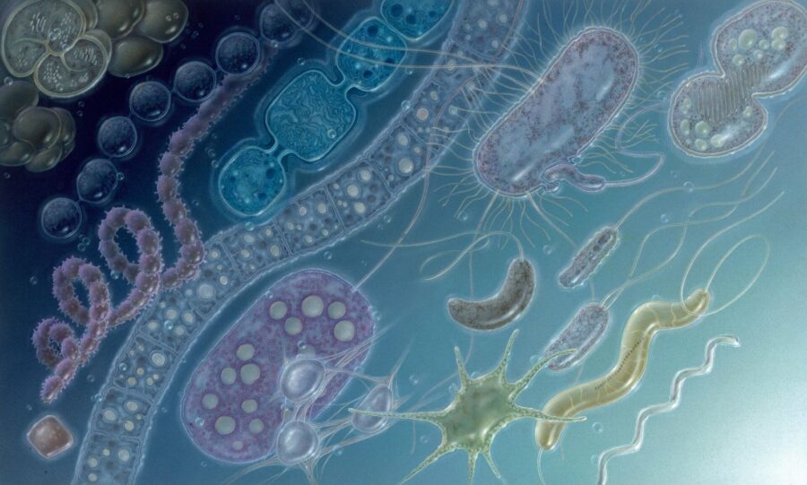 Consorcios microbiológicos