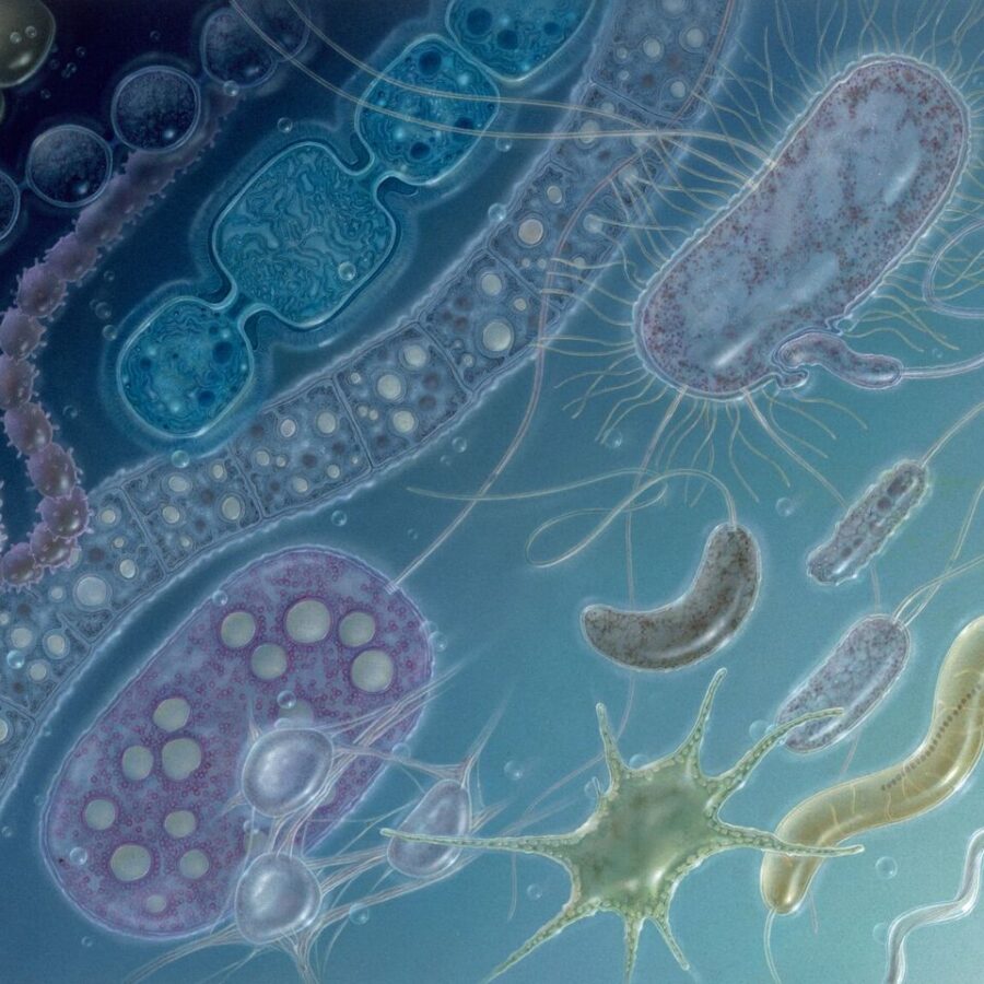 Consorcios microbiológicos